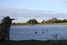 Hunter shooting at ducks over decoys, Argentina/Uruguay by GaryKramer.net, 530-934-3873, gkramer@cwo.com