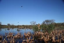 Hunter shooting ar ducks over decoys, Argentina/Uruguay by GaryKramer.net, 530-934-3873, gkramer@cwo.com