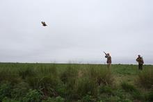 Hunter(s) shooting at fluching Perdiz, Argentina/Uruguay by GaryKramer.net, 530-934-3873, gkramer@cwo.com